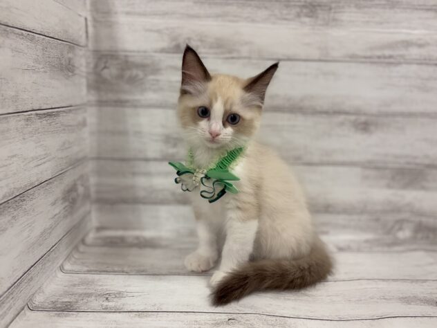 福島県のラグドール (アミーゴ小名浜店/2026年1月28日生まれ/男の子/シールポイントバイカラー)の子猫