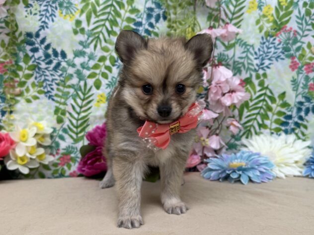 山形県のハーフ犬・ミックス犬 (アミーゴ酒田店/2026年1月11日生まれ/女の子/オレンジ6)の子犬