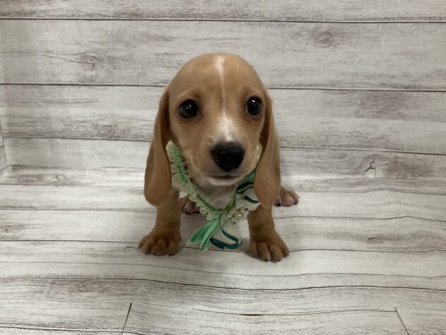 福島県のハーフ犬・ミックス犬 (アミーゴ小名浜店/2025年12月29日生まれ/男の子/クリーム)の子犬