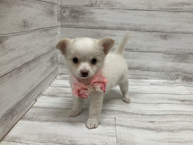 福島県のチワワ(ロング) (アミーゴ小名浜店/2026年1月4日生まれ/女の子/ホワイトクリーム)の子犬