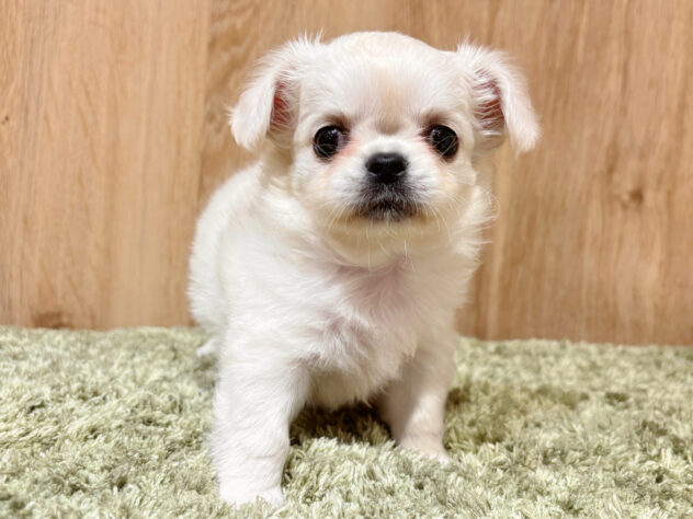 広島県のハーフ犬・ミックス犬 (アミーゴ広島商工センター店/2026年1月27日生まれ/男の子/ホワイト)の子犬の1枚目の画像