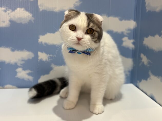 山形県のスコティッシュフォールド (アミーゴ山形南店/2025年7月5日生まれ/男の子/ブルータビーホワイトバン)の子猫