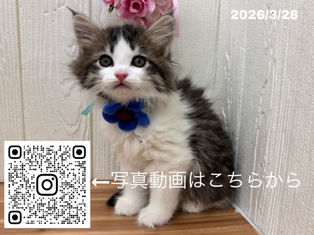 広島県のサイベリアン (アミーゴ大町店/2026年1月28日生まれ/男の子/ブラウンマッカレルタビーホワイト)の子猫の3枚目の画像