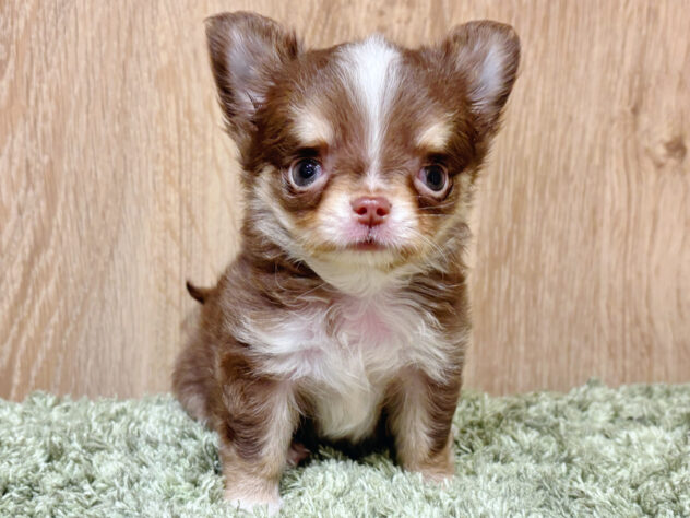 広島県のチワワ(ロング) (アミーゴ広島商工センター店/2026年1月25日生まれ/男の子/チョコレートタンホワイト)の子犬