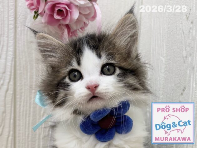 広島県のサイベリアン (アミーゴ大町店/2026年1月28日生まれ/男の子/ブラウンマッカレルタビーホワイト)の子猫の1枚目の画像