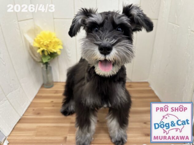 広島県のミニチュアシュナウザー (アミーゴ大町店/2025年11月26日生まれ/女の子/ブラックシルバー)の子犬の1枚目の画像
