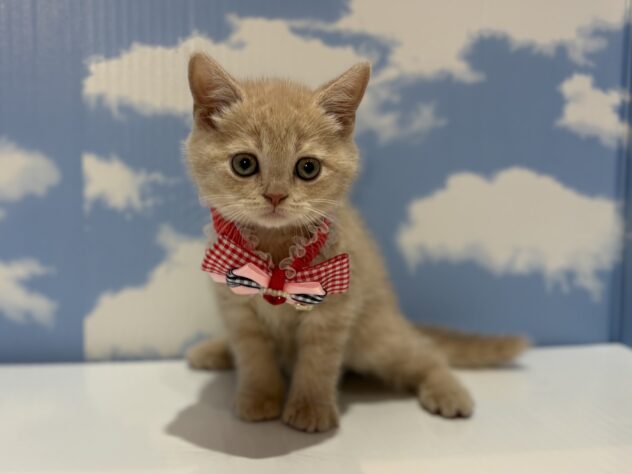 山形県のブリティッシュショートヘアー (アミーゴ山形南店/2026年1月6日生まれ/女の子/クリーム)の子猫の1枚目の画像