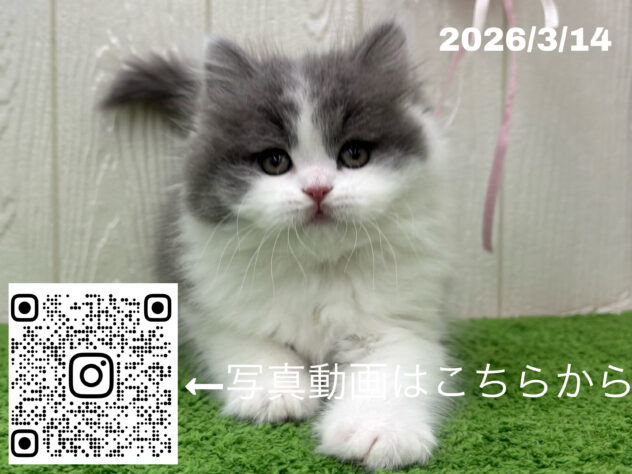 広島県のブリティッシュロングヘアー (アミーゴ大町店/2026年1月12日生まれ/女の子/ブルーホワイト)の子猫の3枚目の画像