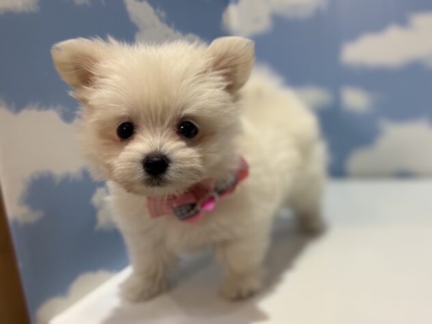 山形県のハーフ犬・ミックス犬 (アミーゴ山形南店/2026年1月5日生まれ/女の子/クリーム)の子犬の2枚目の画像