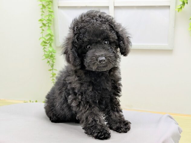 福島県のトイプードル(トイ) (アミーゴ会津若松店/2025年12月6日生まれ/男の子/ブラック)の子犬の1枚目の画像