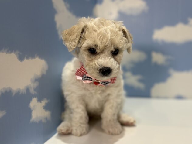 山形県のビションフリーゼ (アミーゴ山形南店/2026年1月25日生まれ/女の子/ホワイト)の子犬の1枚目の画像