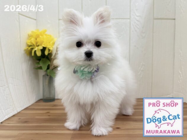 広島県のハーフ犬・ミックス犬 (アミーゴ大町店/2026年1月15日生まれ/男の子/クリーム)の子犬