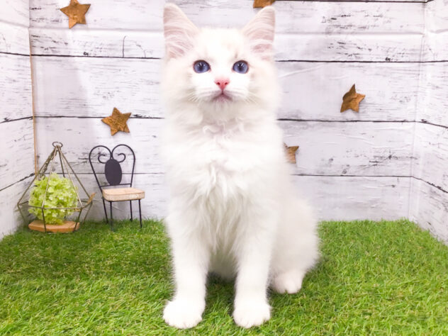 愛知県のラグドール (アミーゴ知立店/2025年11月28日生まれ/男の子/ブルーポイントバイカラー)の子猫の1枚目の画像
