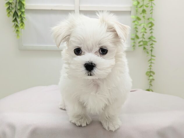 福島県のマルチーズ (アミーゴ会津若松店/2025年12月20日生まれ/女の子/ホワイト)の子犬の3枚目の画像