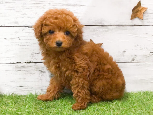 愛知県のトイプードル(トイ) (アミーゴ知立店/2026年1月17日生まれ/女の子/レッド)の子犬