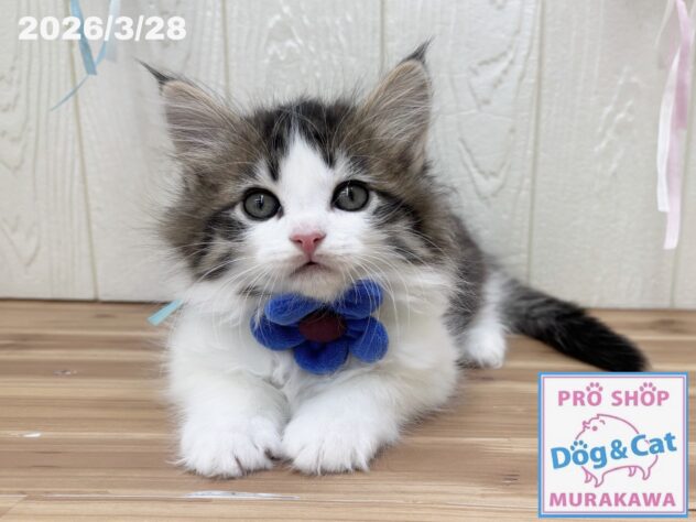 広島県のサイベリアン (アミーゴ大町店/2026年1月28日生まれ/男の子/ブラウンマッカレルタビーホワイト)の子猫の2枚目の画像