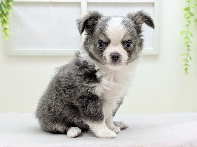 福島県のチワワ(ロング) (アミーゴ会津若松店/2026年1月10日生まれ/男の子/ブルーホワイト)の子犬の2枚目の画像