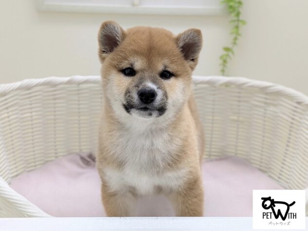 福島県の柴犬(標準サイズ) (アミーゴ会津若松店/2026年1月1日生まれ/男の子/赤)の子犬