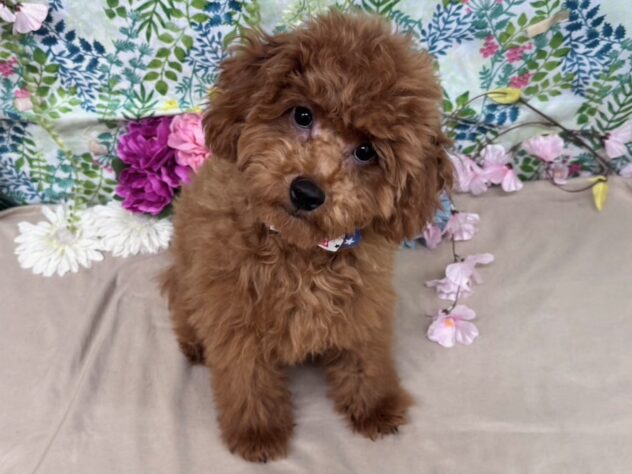 山形県のトイプードル(トイ) (アミーゴ酒田店/2026年10月4日生まれ/男の子/02 レッド系)の子犬