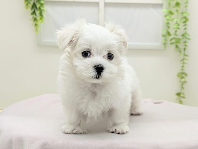 福島県のマルチーズ (アミーゴ会津若松店/2025年12月20日生まれ/女の子/ホワイト)の子犬の2枚目の画像