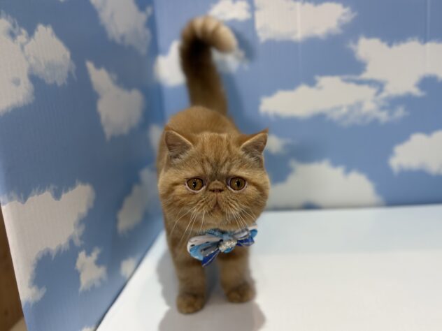 山形県のエキゾチックショートヘアー (アミーゴ山形南店/2025年10月27日生まれ/男の子/レッドタビー)の子猫