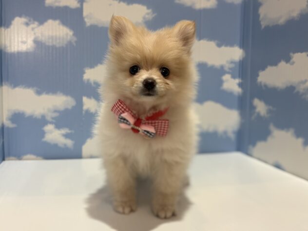 山形県のポメラニアン (アミーゴ山形南店/2026年1月11日生まれ/女の子/クリームホワイト)の子犬