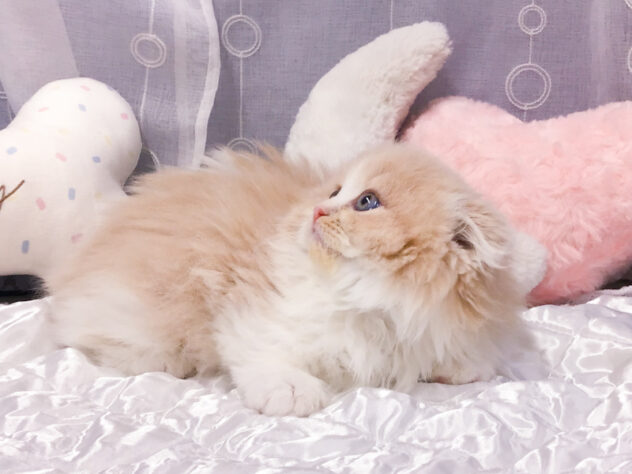 愛知県のスコティッシュフォールド (アミーゴ知立店/2026年1月11日生まれ/女の子/クリームタビーホワイト)の子猫の3枚目の画像