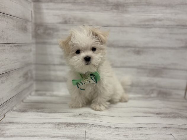 福島県のマルチーズ (アミーゴ小名浜店/2026年1月2日生まれ/男の子/ホワイト)の子犬