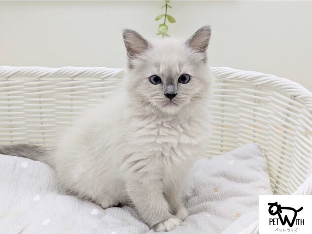 福島県のラガマフィン (アミーゴ会津若松店/2026年12月23日生まれ/男の子/シールポイント)の子猫
