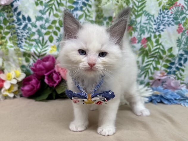 山形県のラグドール (アミーゴ酒田店/2026年1月26日生まれ/男の子/ブルーポイントバイカラー)の子猫