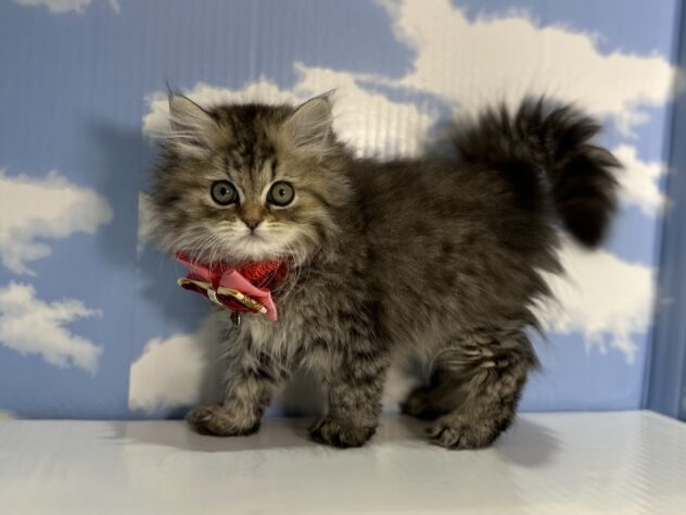 山形県のペルシャ (アミーゴ山形南店/2026年1月13日生まれ/女の子/シェーデットゴールデン)の子猫の2枚目の画像