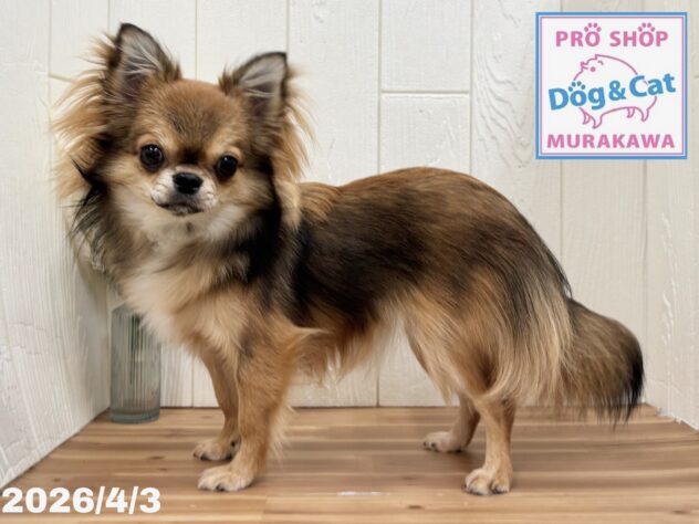 広島県のチワワ(ロング) (アミーゴ大町店/2025年5月11日生まれ/女の子/フォーン)の子犬の1枚目の画像