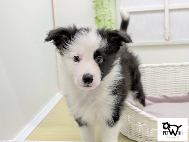 福島県のボーダーコリー (アミーゴ会津若松店/2026年1月10日生まれ/男の子/ブラックホワイト)の子犬の1枚目の画像
