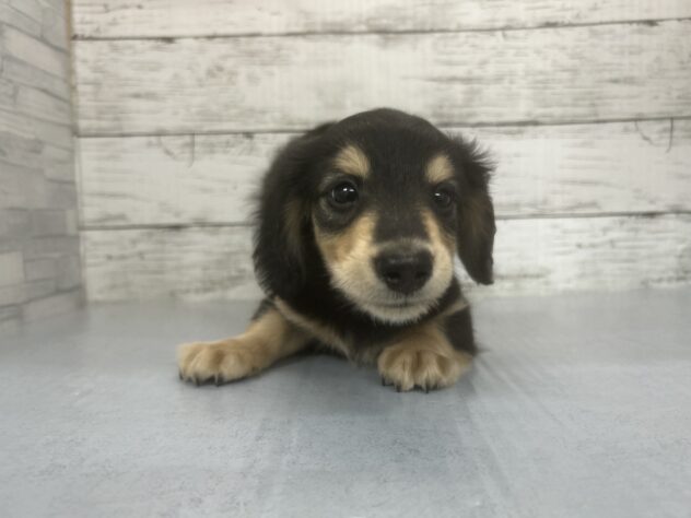 広島県のミニチュアダックスフンド(ロング) (アミーゴ多治米店/2026年1月25日生まれ/男の子/ブラックタン)の子犬の1枚目の画像