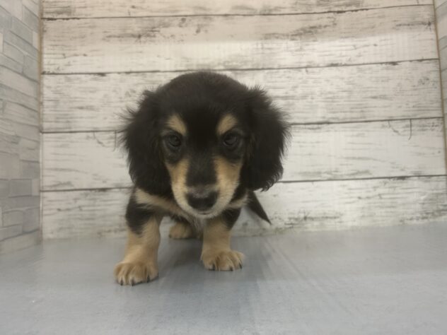 広島県のミニチュアダックスフンド(ロング) (アミーゴ多治米店/2026年1月25日生まれ/男の子/ブラックタン)の子犬の2枚目の画像