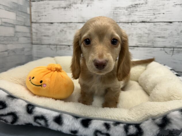 広島県のミニチュアダックスフンド(ロング) (アミーゴ多治米店/2026年1月14日生まれ/男の子/レッド)の子犬