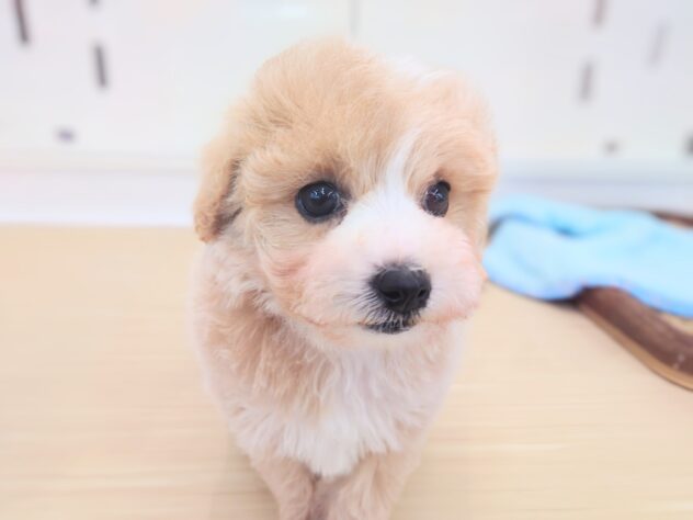 岡山県のハーフ犬・ミックス犬 (アミーゴ中庄店/2026年1月4日生まれ/女の子/アプリコット)の子犬の1枚目の画像