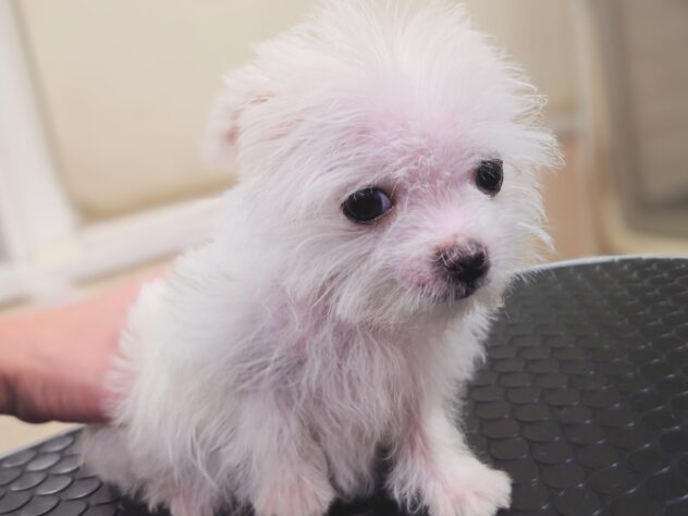 岡山県のハーフ犬・ミックス犬 (アミーゴ中庄店/2026年1月14日生まれ/女の子/06 ホワイト系)の子犬の4枚目の画像