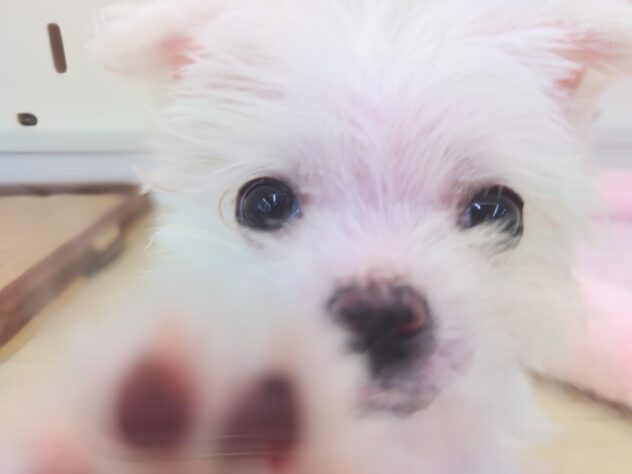 岡山県のハーフ犬・ミックス犬 (アミーゴ中庄店/2026年1月14日生まれ/女の子/06 ホワイト系)の子犬の3枚目の画像