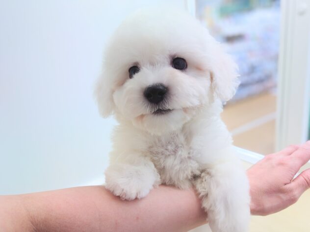 岡山県のビションフリーゼ (アミーゴ中庄店/2026年1月1日生まれ/男の子/ホワイト)の子犬の1枚目の画像