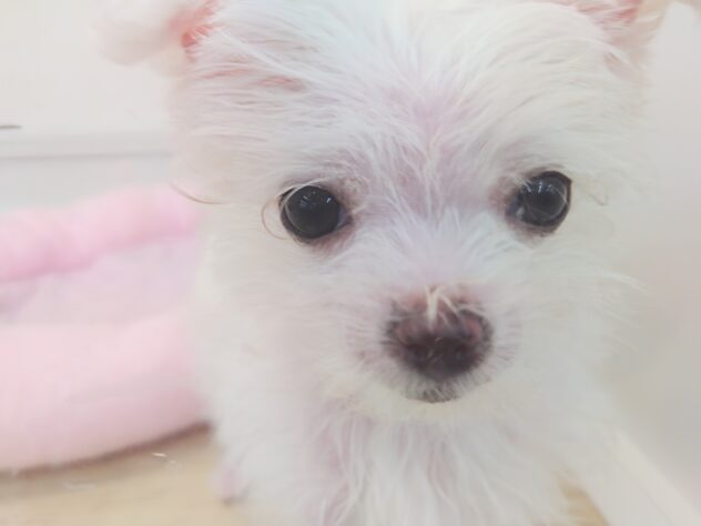 岡山県のハーフ犬・ミックス犬 (アミーゴ中庄店/2026年1月14日生まれ/女の子/06 ホワイト系)の子犬の2枚目の画像