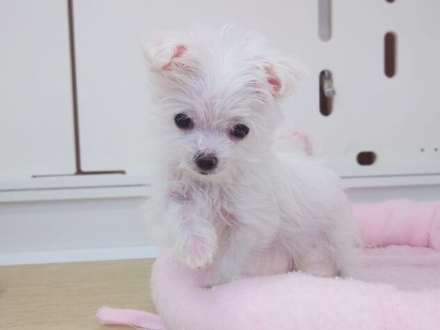 岡山県のハーフ犬・ミックス犬 (アミーゴ中庄店/2026年1月14日生まれ/女の子/06 ホワイト系)の子犬の1枚目の画像