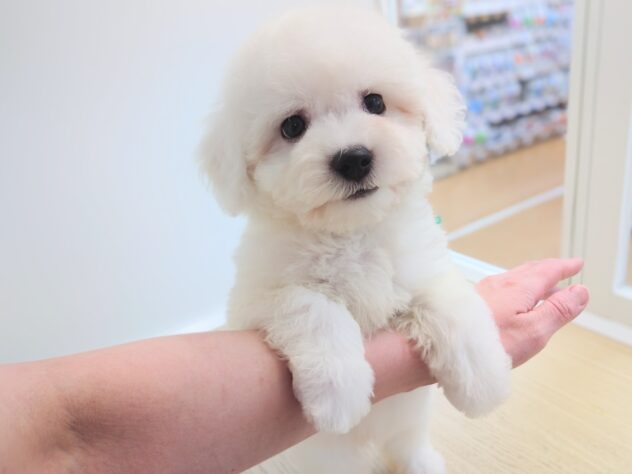 岡山県のビションフリーゼ (アミーゴ中庄店/2026年1月1日生まれ/男の子/ホワイト)の子犬の1枚目の画像