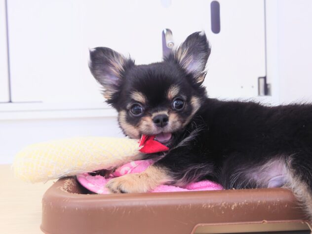 岡山県のチワワ(ロング) (アミーゴ中庄店/2026年1月17日生まれ/男の子/ブラックタンホワイト)の子犬の3枚目の画像