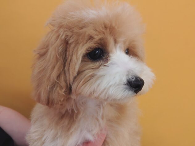 岡山県のハーフ犬・ミックス犬 (アミーゴ中庄店/2026年1月4日生まれ/女の子/アプリコット)の子犬の4枚目の画像
