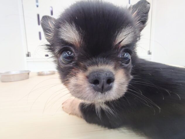 岡山県のチワワ(ロング) (アミーゴ中庄店/2026年1月17日生まれ/男の子/ブラックタンホワイト)の子犬の1枚目の画像