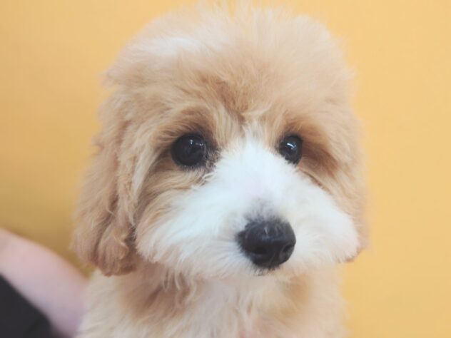 岡山県のハーフ犬・ミックス犬 (アミーゴ中庄店/2026年1月4日生まれ/女の子/アプリコット)の子犬の1枚目の画像