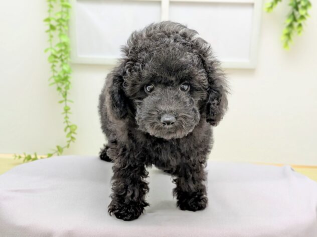 福島県のトイプードル(トイ) (アミーゴ会津若松店/2025年12月6日生まれ/男の子/ブラック)の子犬の2枚目の画像