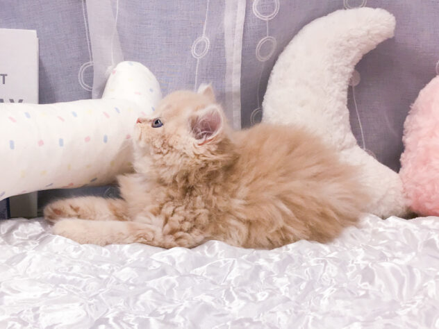 愛知県のスコティッシュフォールド (アミーゴ知立店/2026年1月11日生まれ/女の子/クリームタビーホワイト)の子猫の3枚目の画像