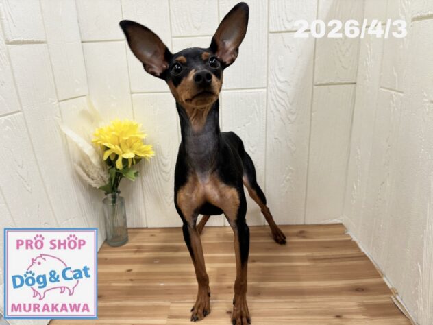 広島県のミニチュアピンシャー (アミーゴ大町店/2025年7月20日生まれ/女の子/ブラックタン)の子犬の1枚目の画像